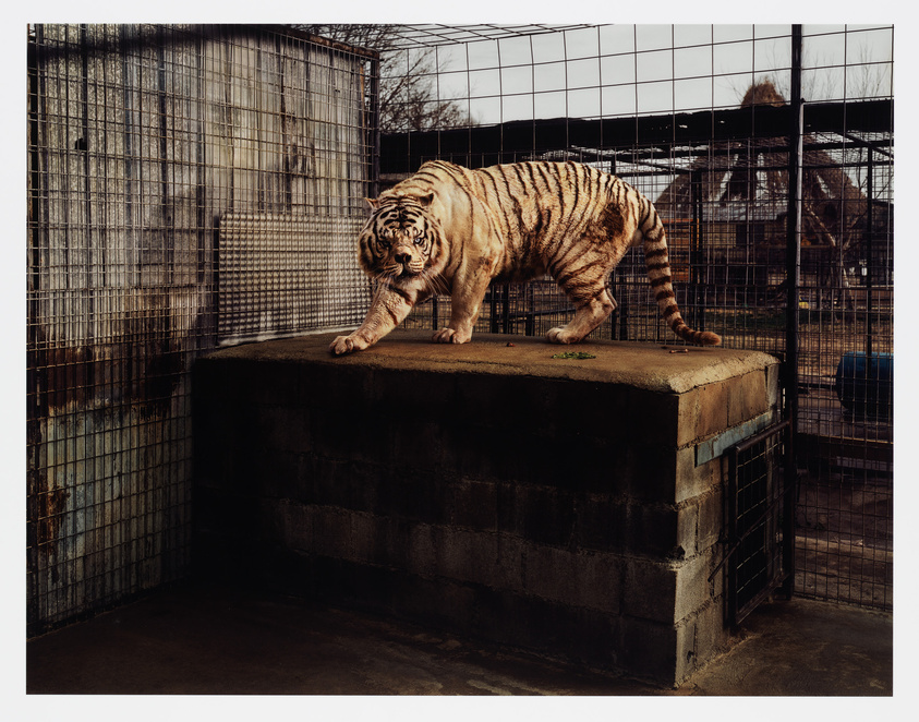 A white tiger with black stripes stands on a concrete platform inside a fenced enclosure.