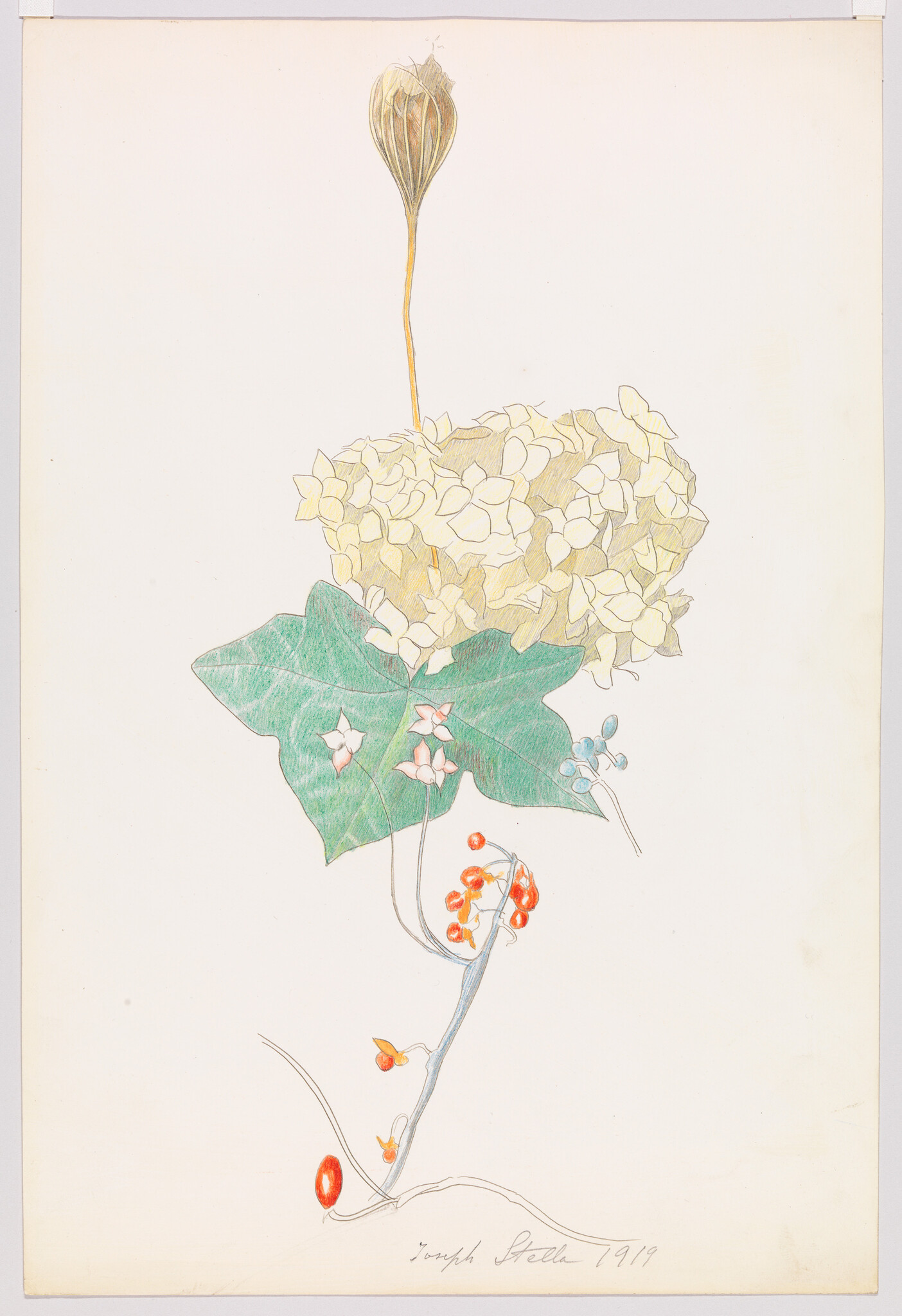 Delicate botanical drawing of a pale hydrangea bloom with a large green leaf and red berries.