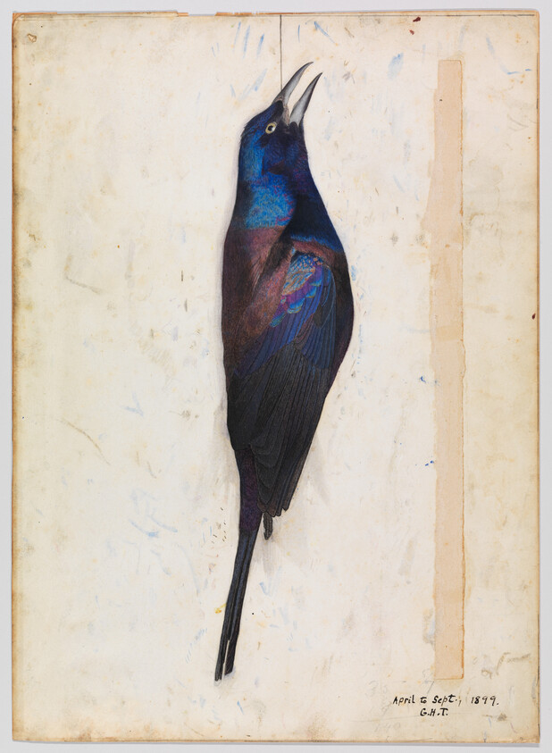 A preserved iridescent blue-black bird with open beak pinned on aged paper.
