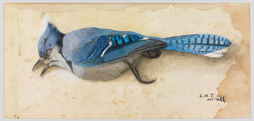 A lifelike watercolor painting of a blue jay lying on its side with its beak open.