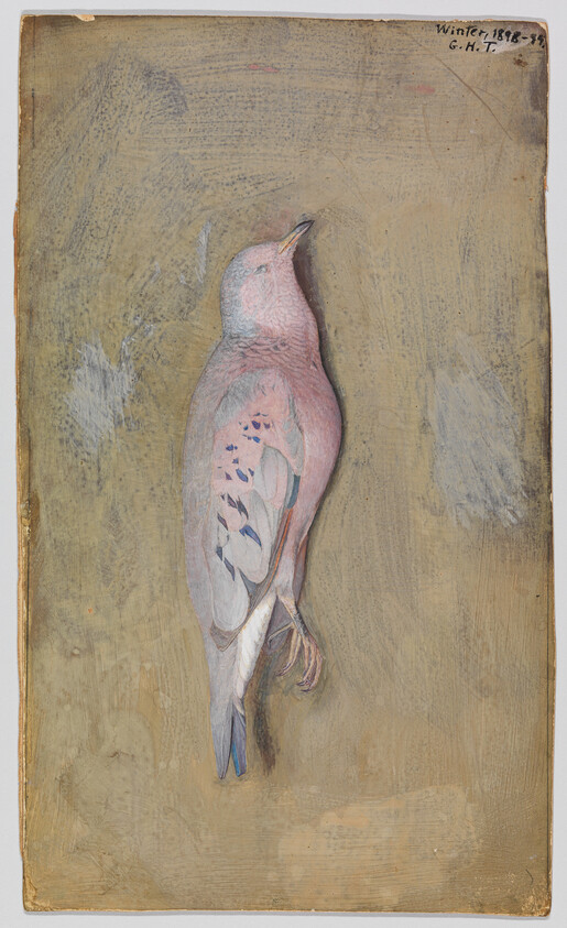 A pale pink and gray bird lying on a neutral textured background.