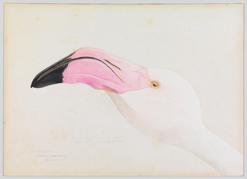 A close-up profile of a flamingo's head showing its pink and black curved beak.