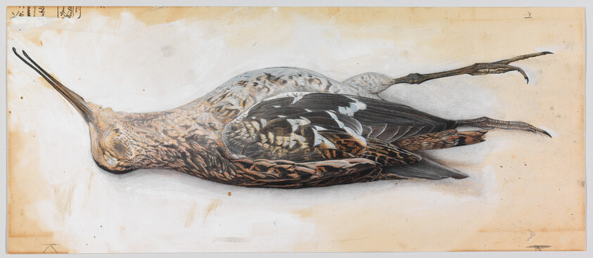 A lifelike painting of a dead long-billed shorebird lying on its side with detailed feathers.