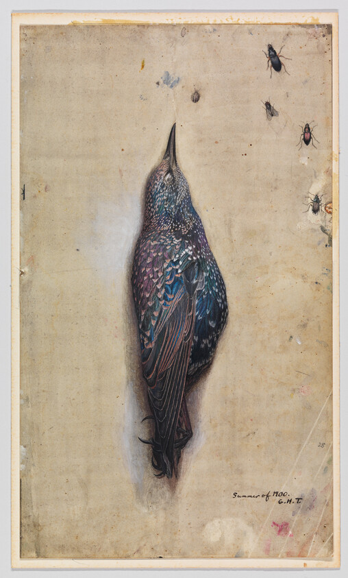 A detailed watercolor of a lifeless starling pinned vertically with small insects nearby.