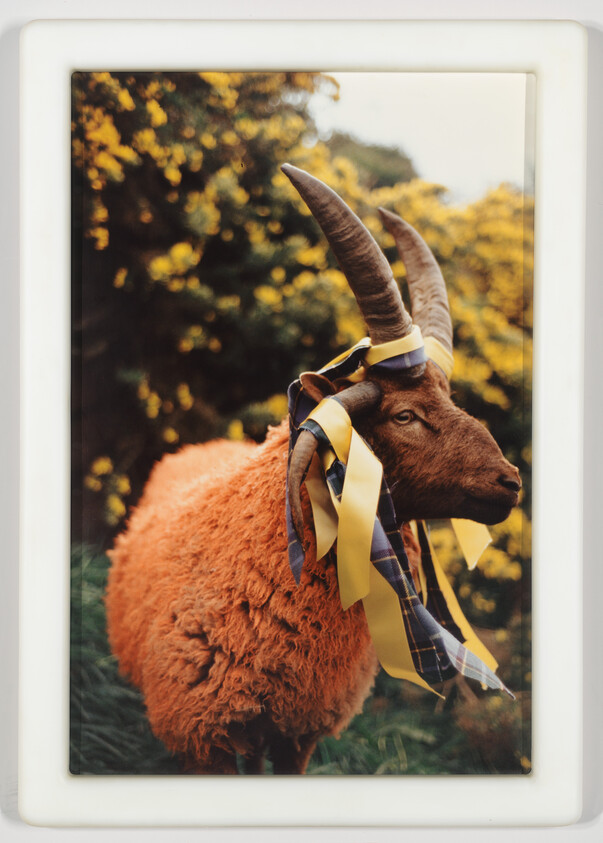 A brown ram with yellow and blue ribbons tied to its horns stands against yellow flowers.