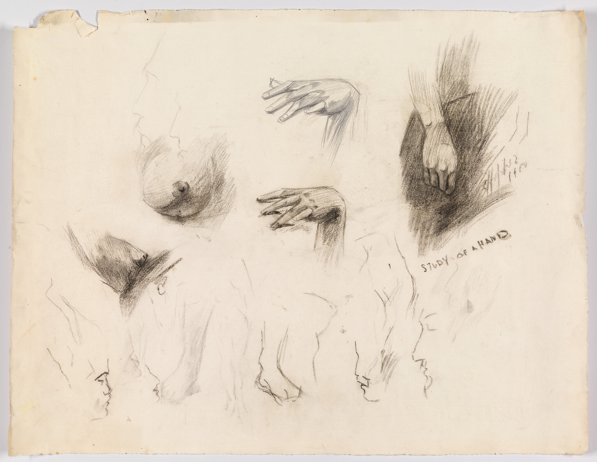 Several charcoal studies of hands, a breast, and small profile sketches on paper.