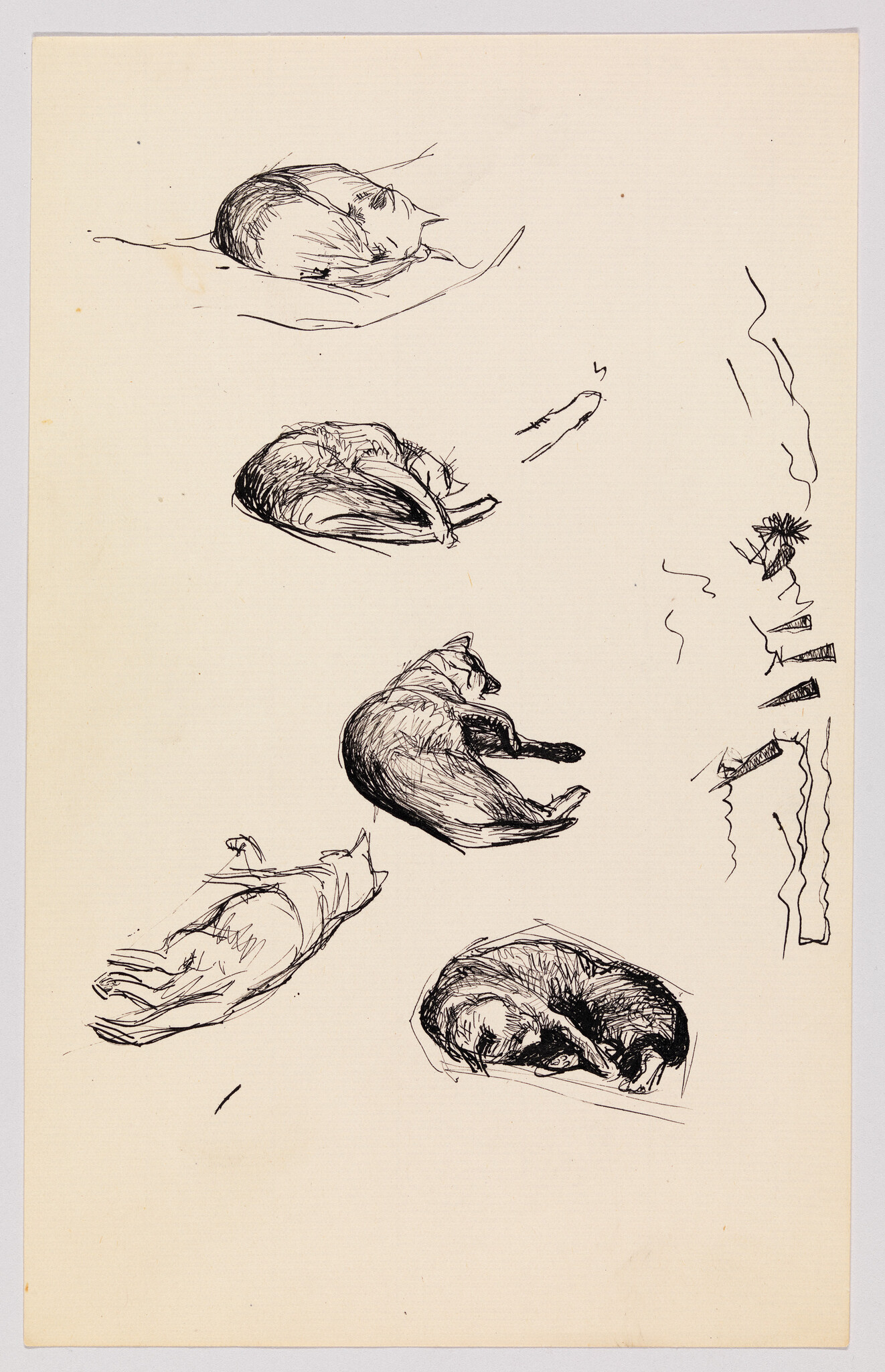 Several ink sketches of cats curled up and sleeping in different positions on paper.