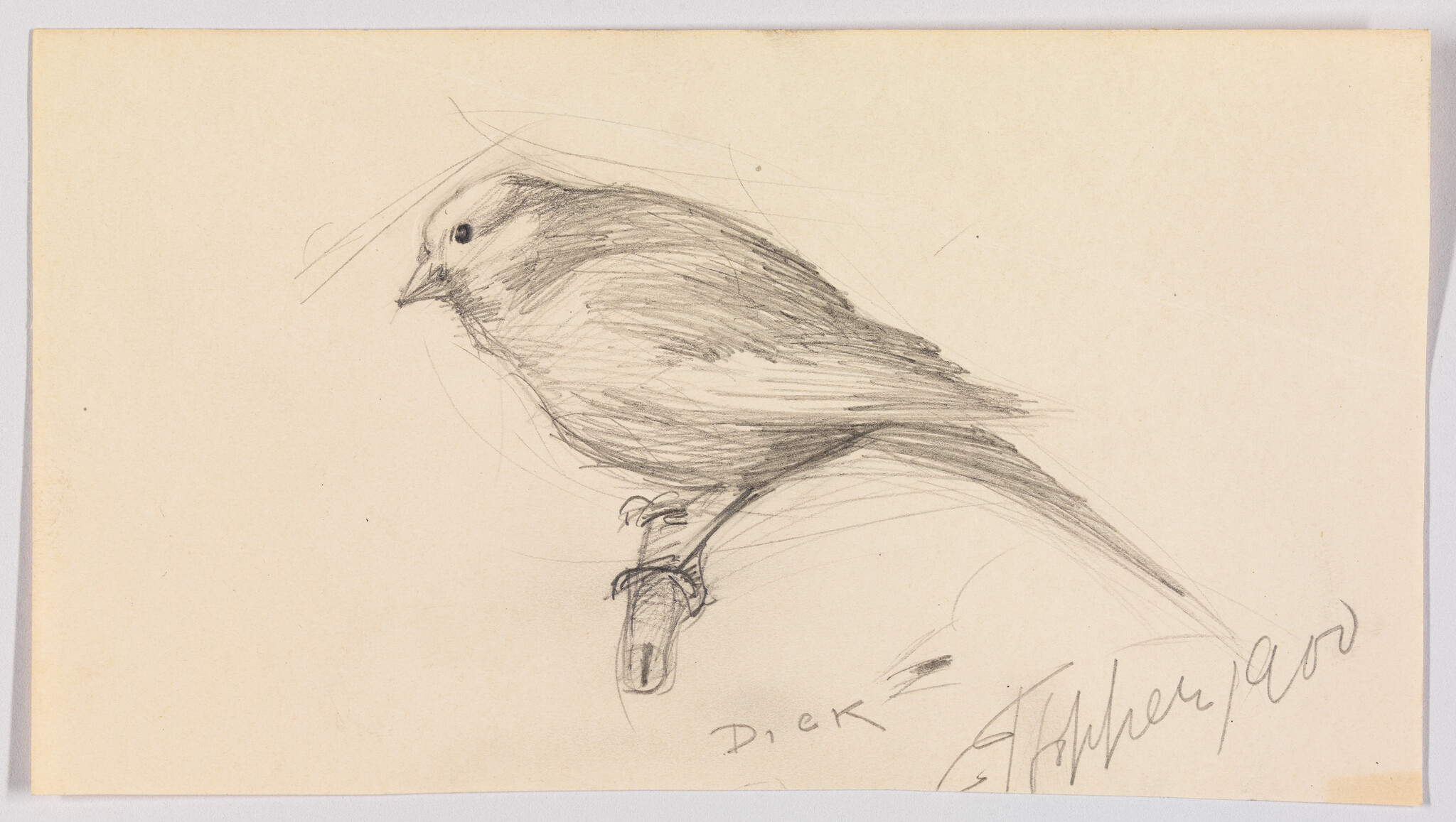 A small pencil sketch of a bird perched on a short branch facing left.