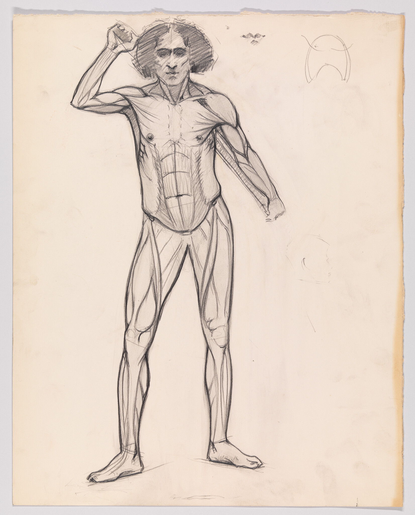 Standing male anatomical sketch showing muscle structure with one arm raised toward the head.