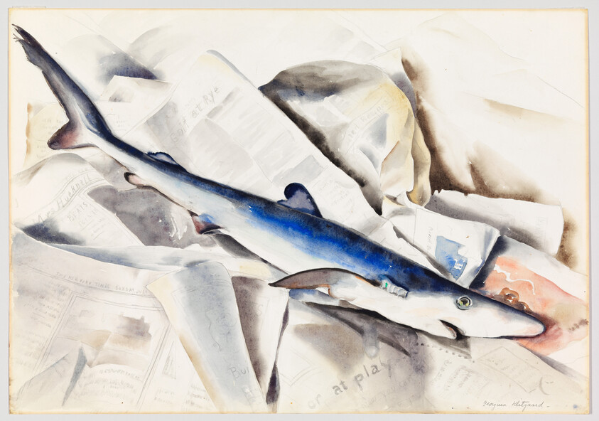 A blue shark lies on crumpled newspapers with its mouth slightly open.