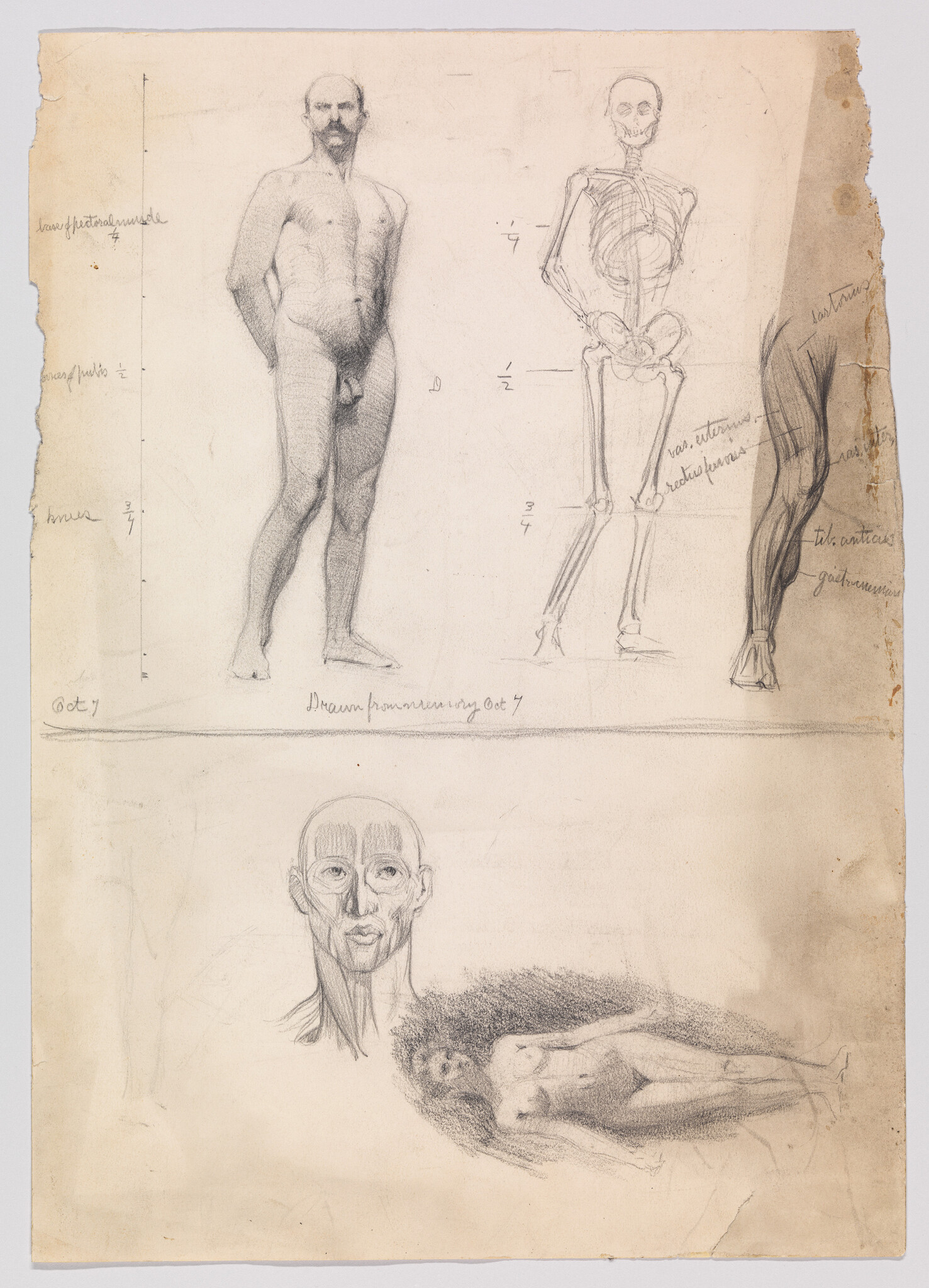 Several pencil studies showing a standing nude man, a skeletal diagram, muscle sketches, and faces.