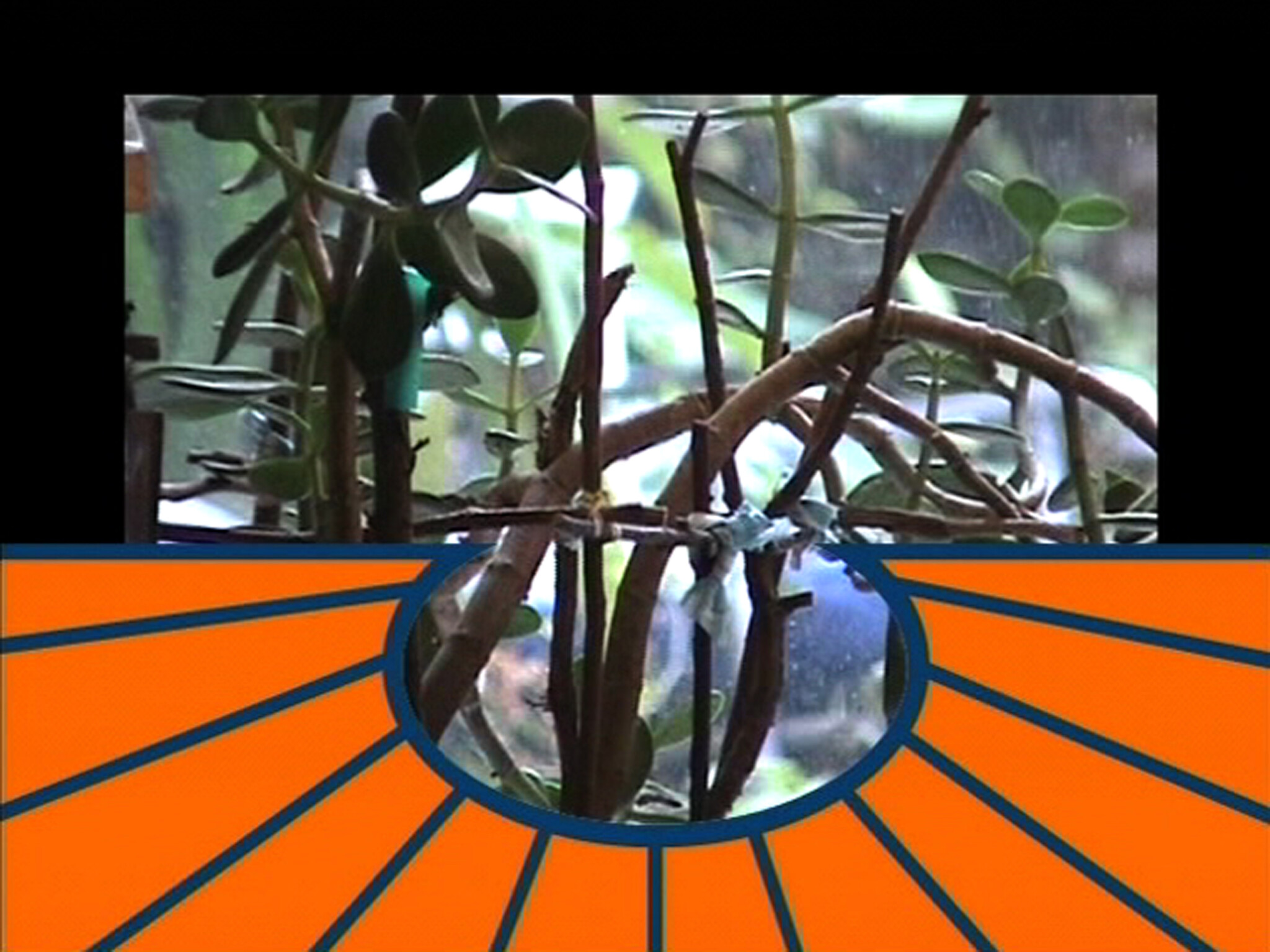 Potted plant stems and vines seen through a window framed by an orange sunburst graphic.