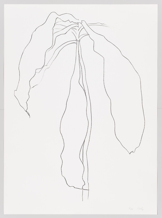 A simple line drawing of a tall plant with three long, drooping leaves.