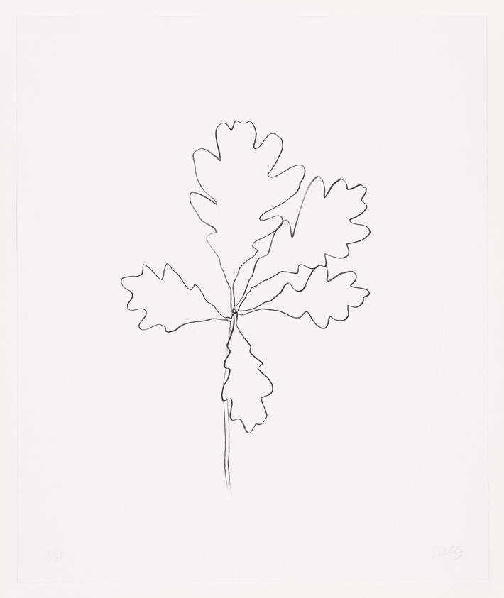 Simple black line drawing of a single stem with five large lobed leaves.