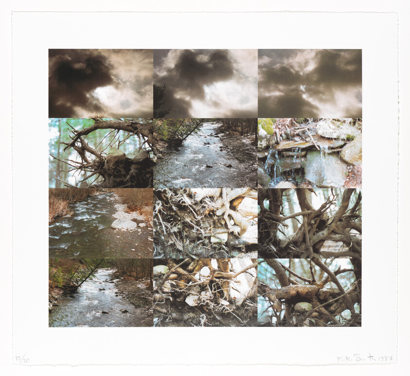 Twelve-panel collage showing a cloudy sky, a flowing creek, and tangled tree roots and rocks.
