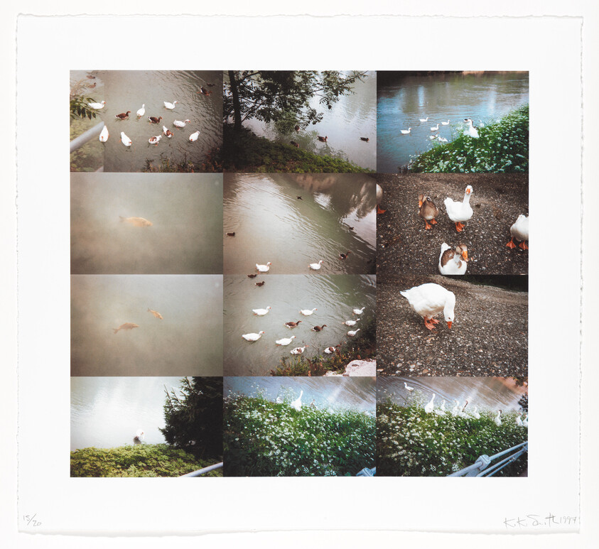 Multiple photographs showing ducks and geese swimming and walking near a pond and grassy bank.