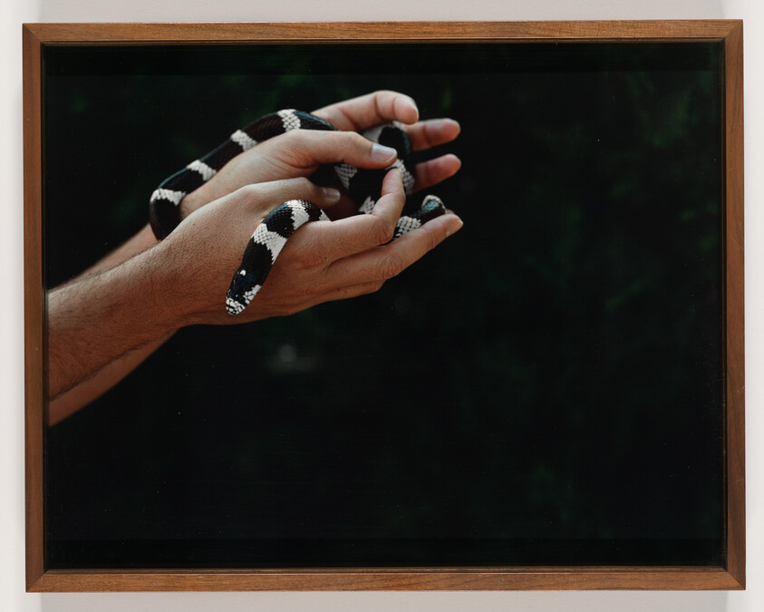 Hands gently hold a black-and-white banded snake against a dark background.