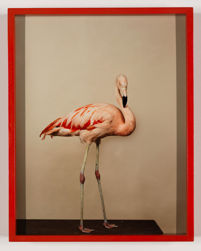 A pink flamingo stands on a dark platform inside a red-framed display case.