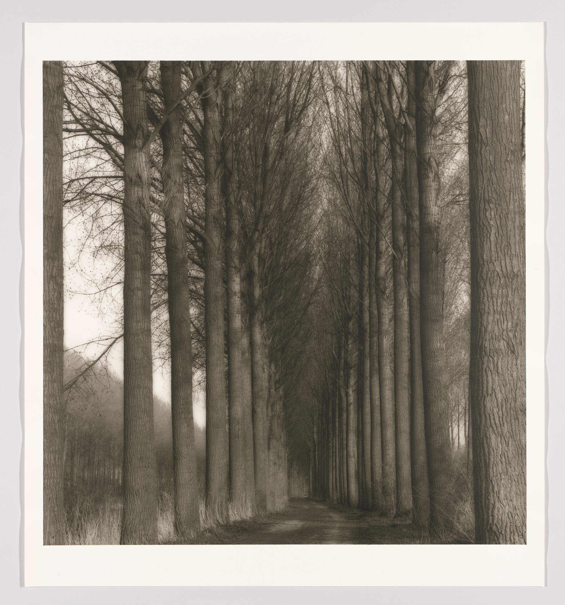 A narrow dirt path lined by tall leafless trees forming a tunnel-like avenue.