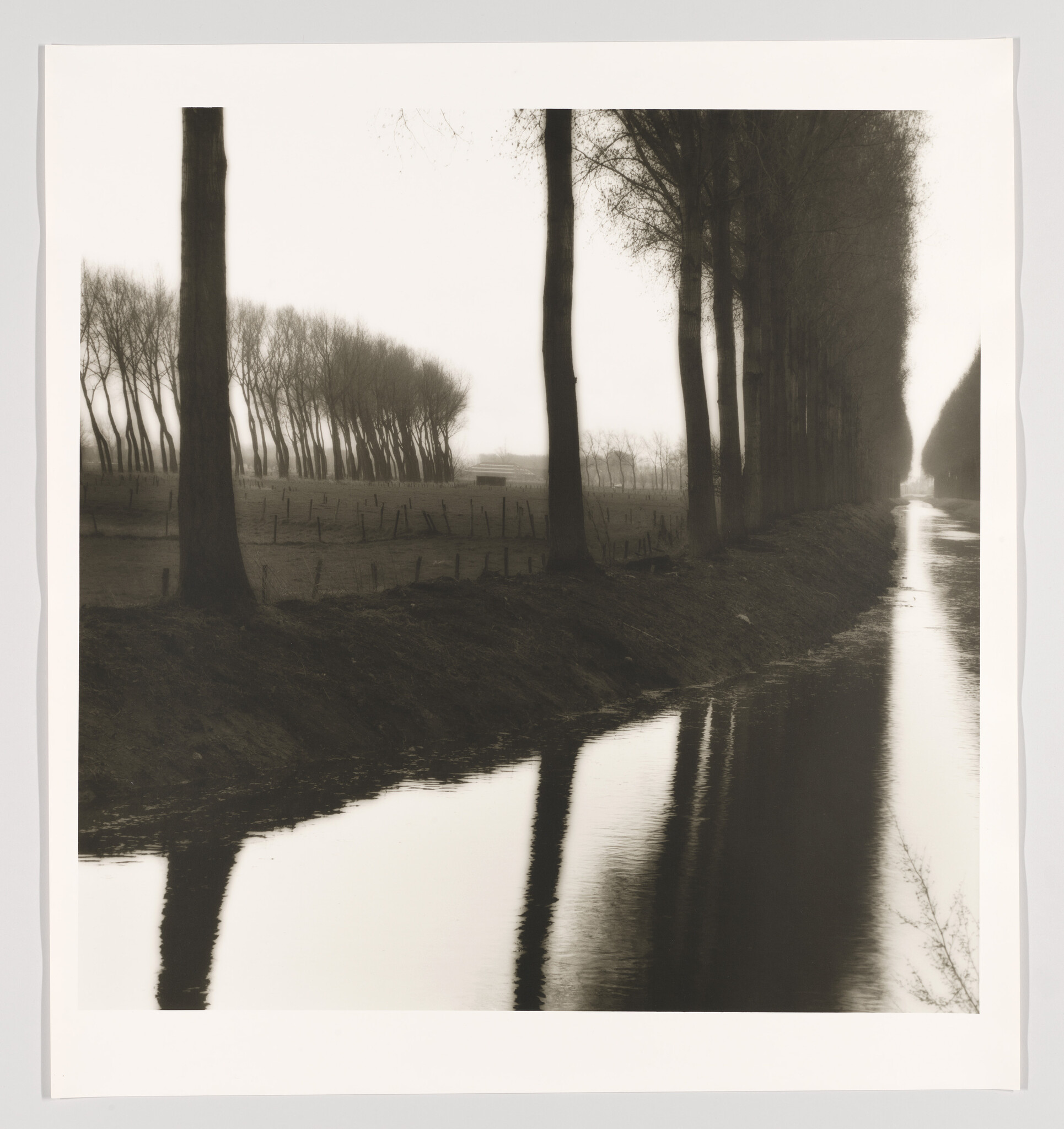 A row of tall trees lines a narrow canal, their trunks reflected in the water.