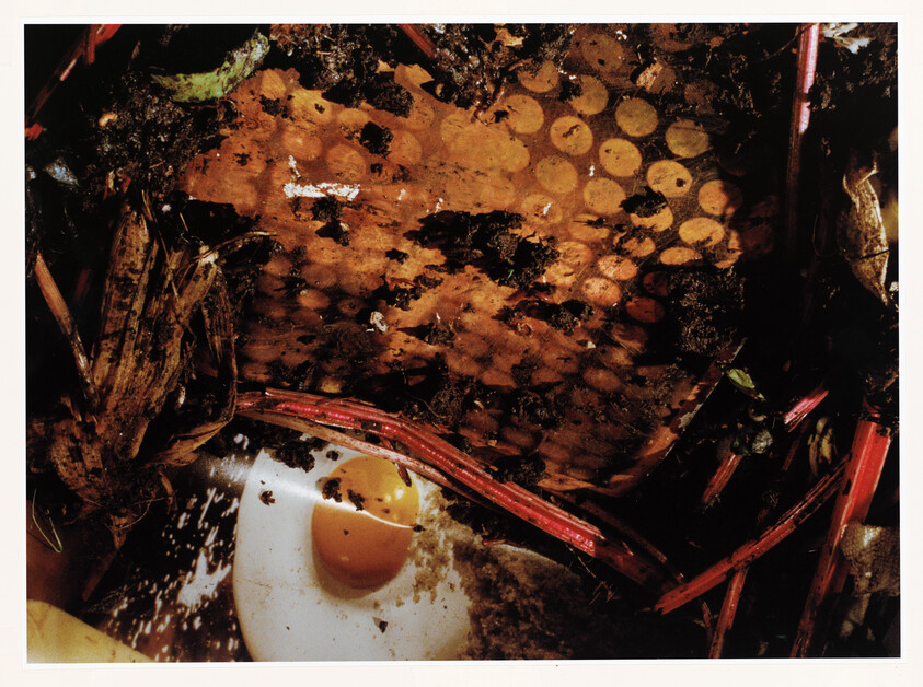 Rotting egg and plant debris mixed with a cardboard strip showing circular holes in compost.