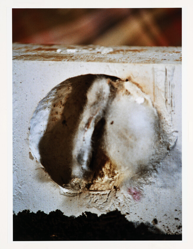 White fuzzy fungus is growing through and breaking a section of the plaster wall.