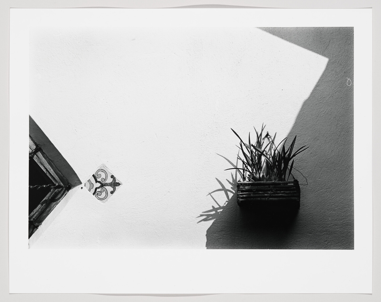 A wooden wall planter with spiky plants casts a sharp shadow on a sunlit white wall.