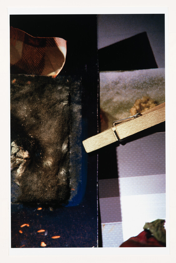 Wooden clothespin clipped to edge beside a dark, worn sponge and scattered seeds.