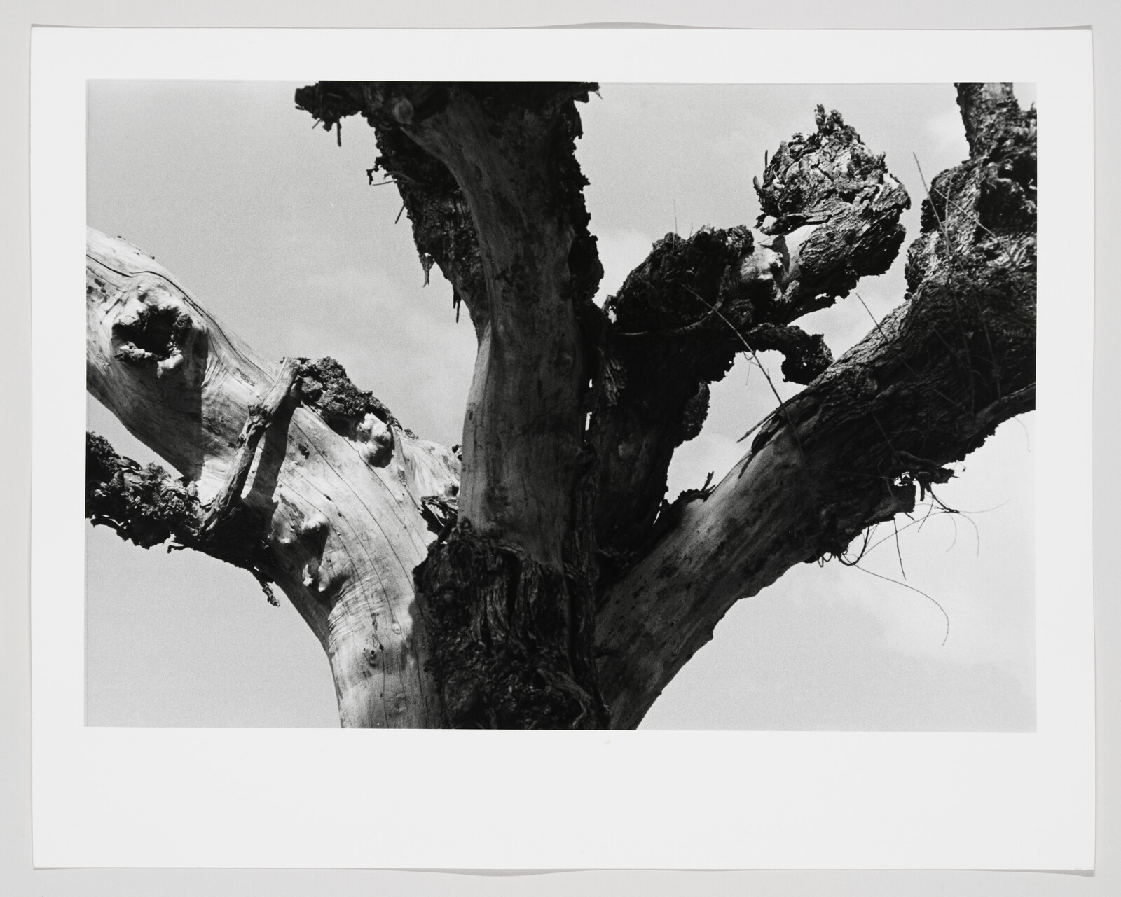 Gnarled, weathered tree trunk with thick, twisted branches reaching against a pale sky.