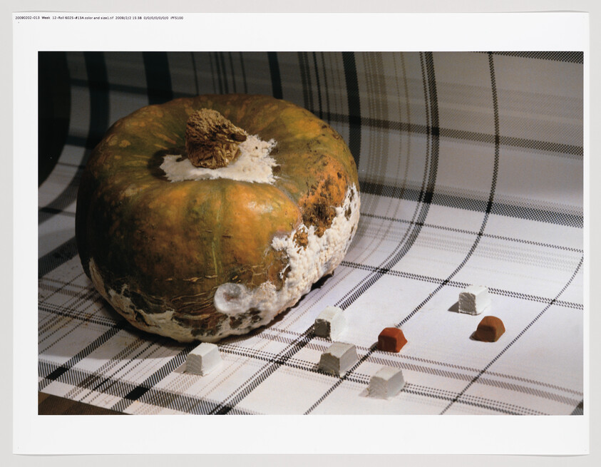 A large decaying pumpkin sits on a checkered cloth next to small white and brown clay pieces.