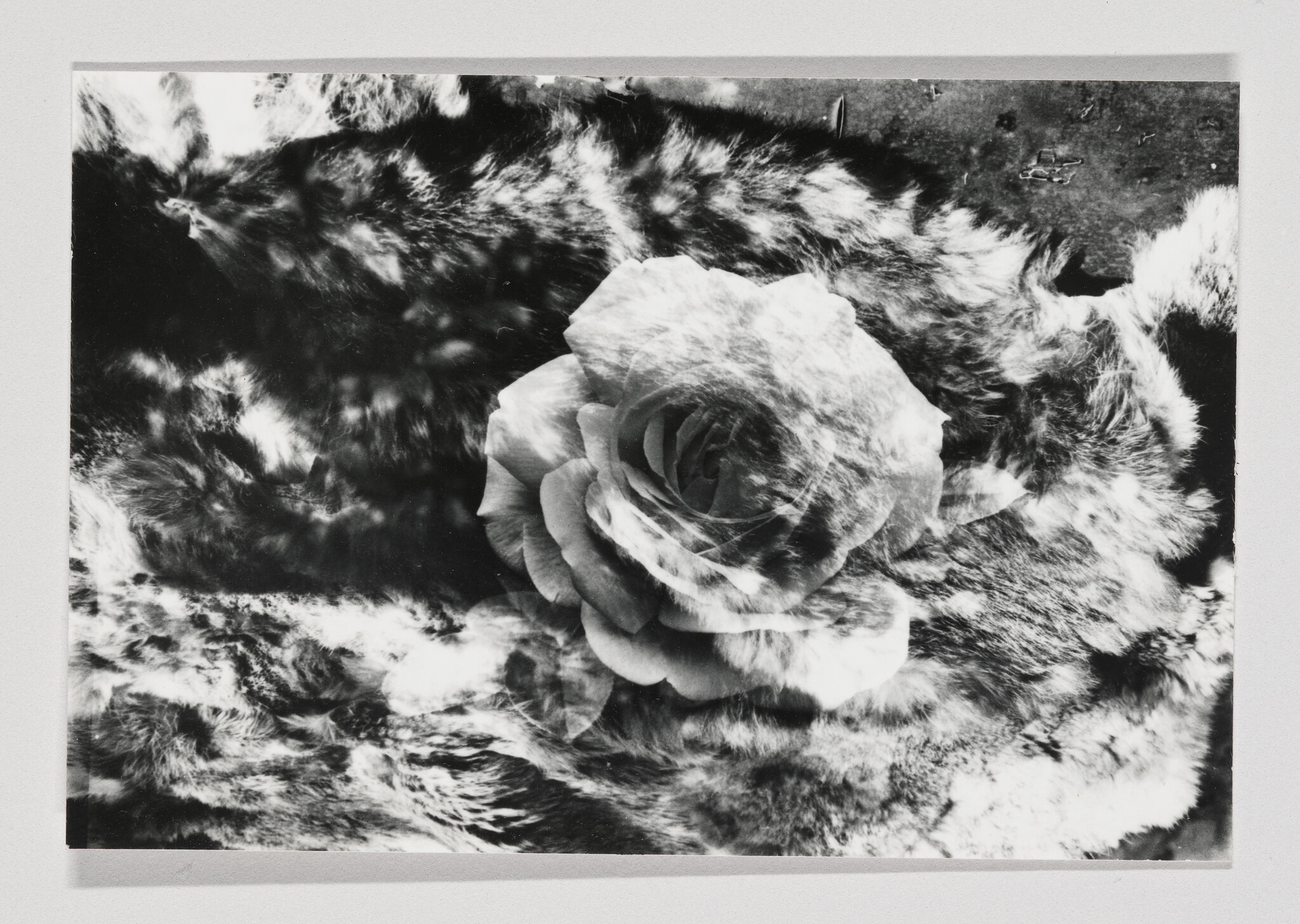 A large rose is superimposed over a textured fur background in black and white.
