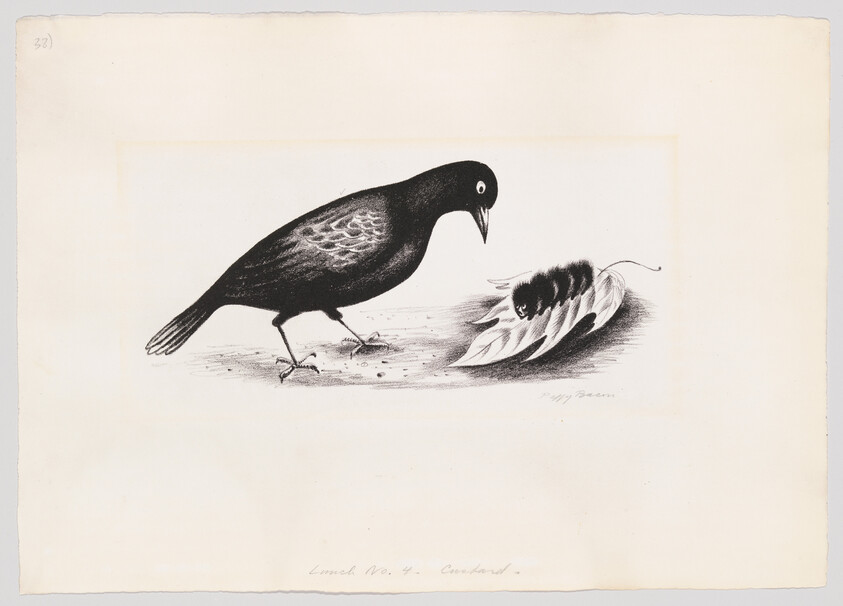 A blackbird examines a curled leaf sheltering a caterpillar on the ground.