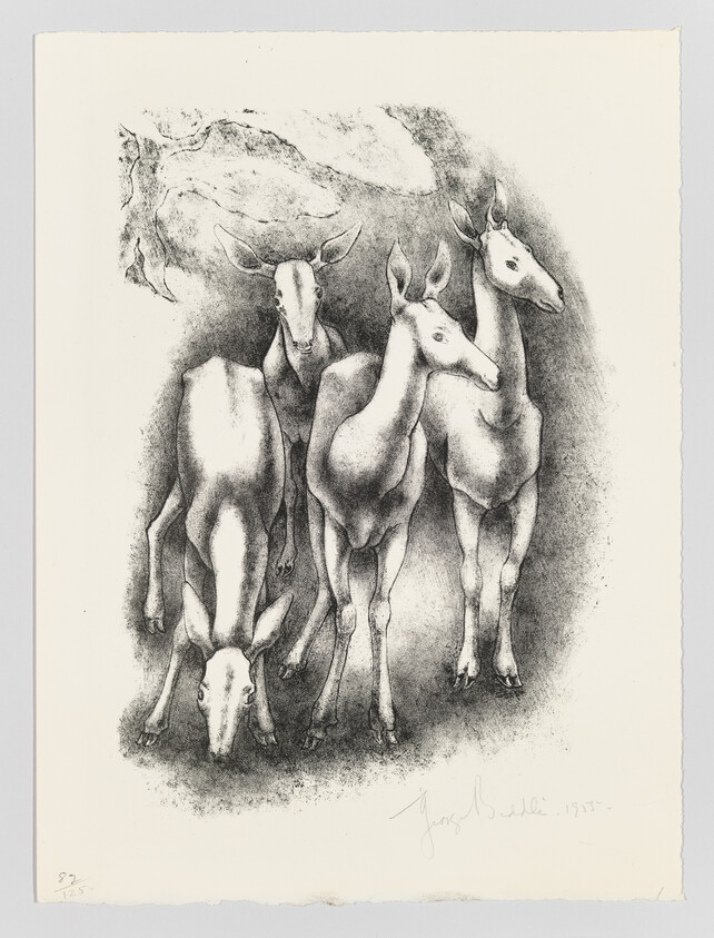 Four deer stand closely together in a shaded area, one lowering its head to graze.