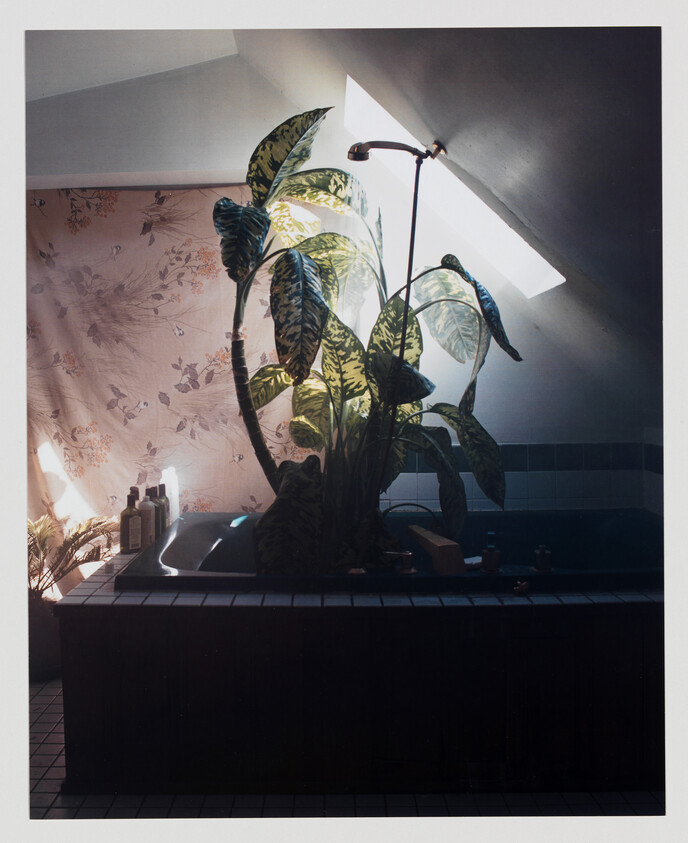 A cozy bathroom interior with a large plant in front of a window under a slanted ceiling. The sunlight filters through the leaves, casting a warm glow. A bathtub is partially visible, surrounded by dark tiles and wood paneling, with various bottles and bath accessories on its edge. The wall is adorned with a floral-patterned wallpaper.