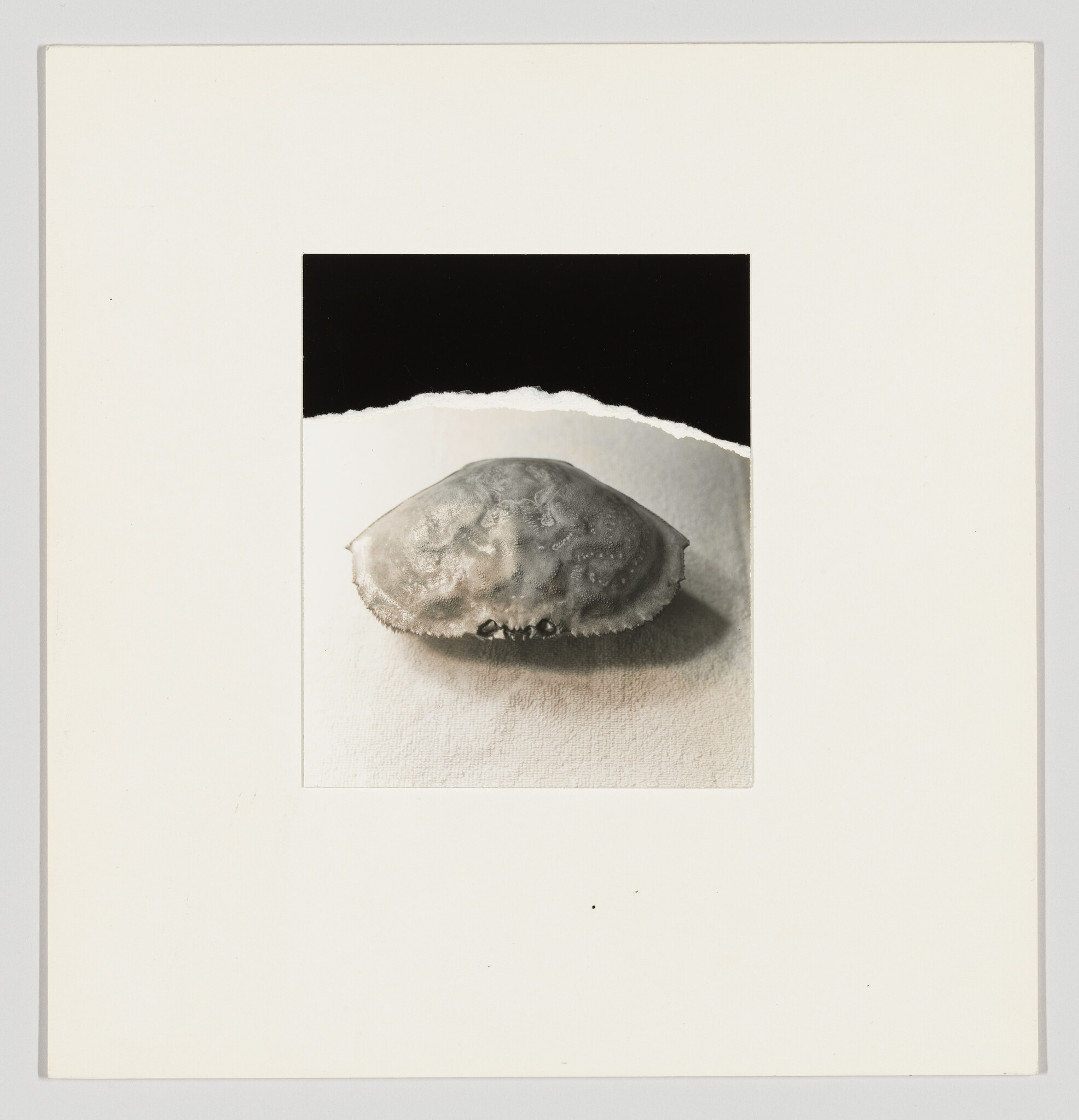 A single crab shell sits centered on a white mat board beneath a torn black paper strip.