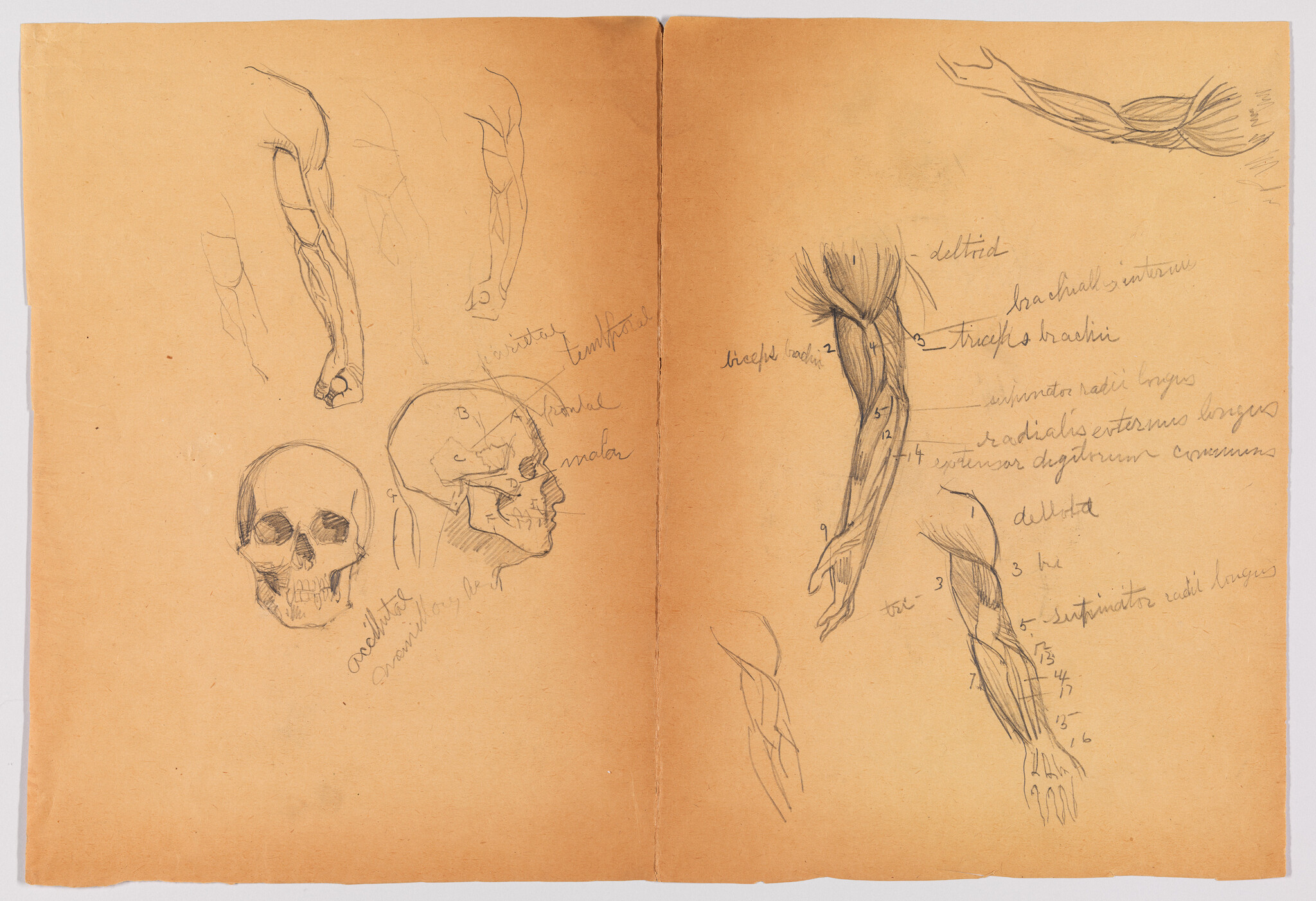 Pencil anatomical sketches showing skulls and labeled forearm muscles on two-page toned paper.