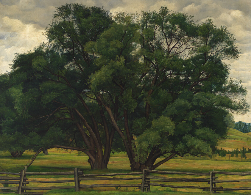 A large stand of leafy trees rises behind a rustic split-rail fence in a grassy field.