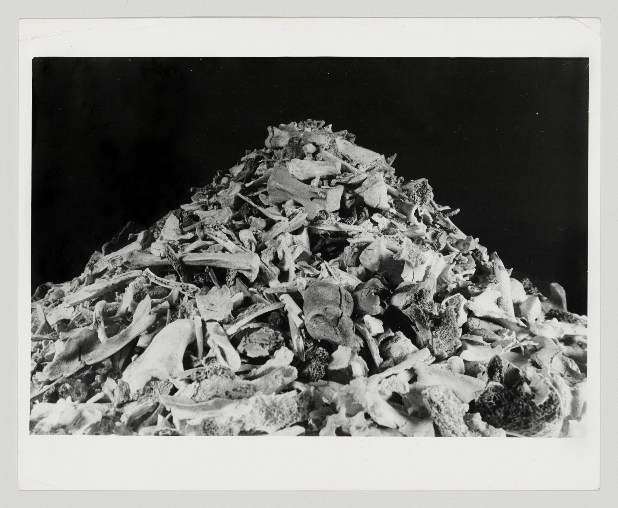 A large pile of assorted animal bones stacked against a dark background.