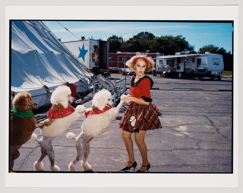 A woman in a red top and plaid skirt stands in a parking lot with three poodles on their hind legs, wearing festive collars. Behind them, a circus tent and trailers are visible under a clear blue sky.