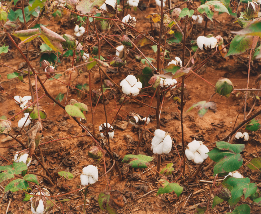 A cotton field with ripe cotton bolls on the plants ready for harvesting. The soil is reddish-brown, and the green leaves of the cotton plants are interspersed with the white fluff of the cotton.