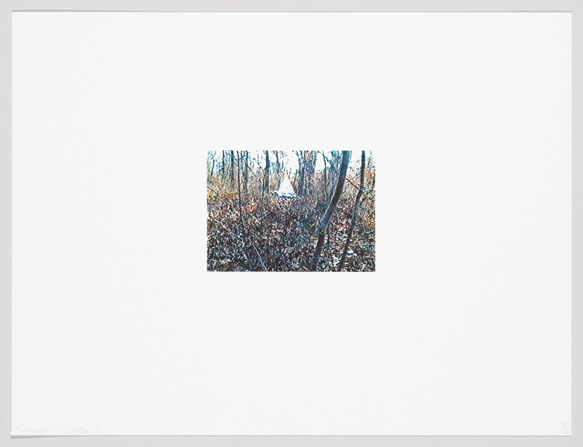 A small white tent sits among bare trees and dry underbrush in a forest clearing.