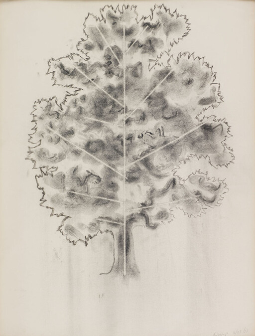 Large charcoal sketch of a single leafy tree with prominent veins and textured shading.