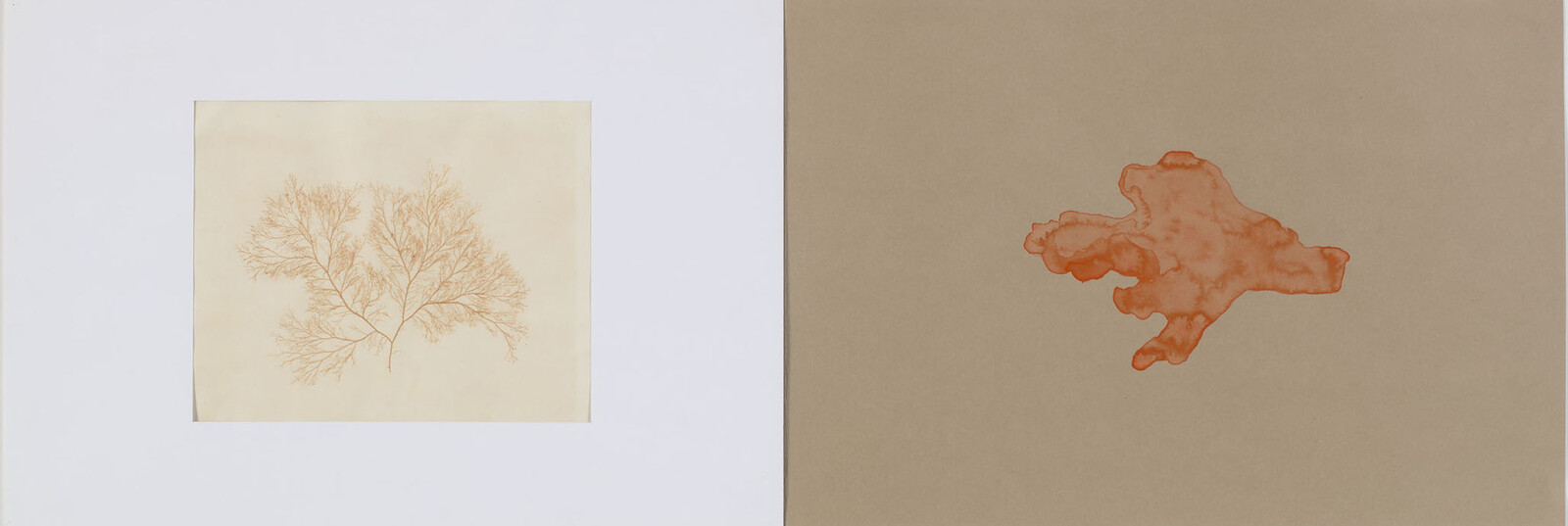 Two side-by-side artworks show a delicate orange branch-like coral drawing and an abstract orange ink blot.