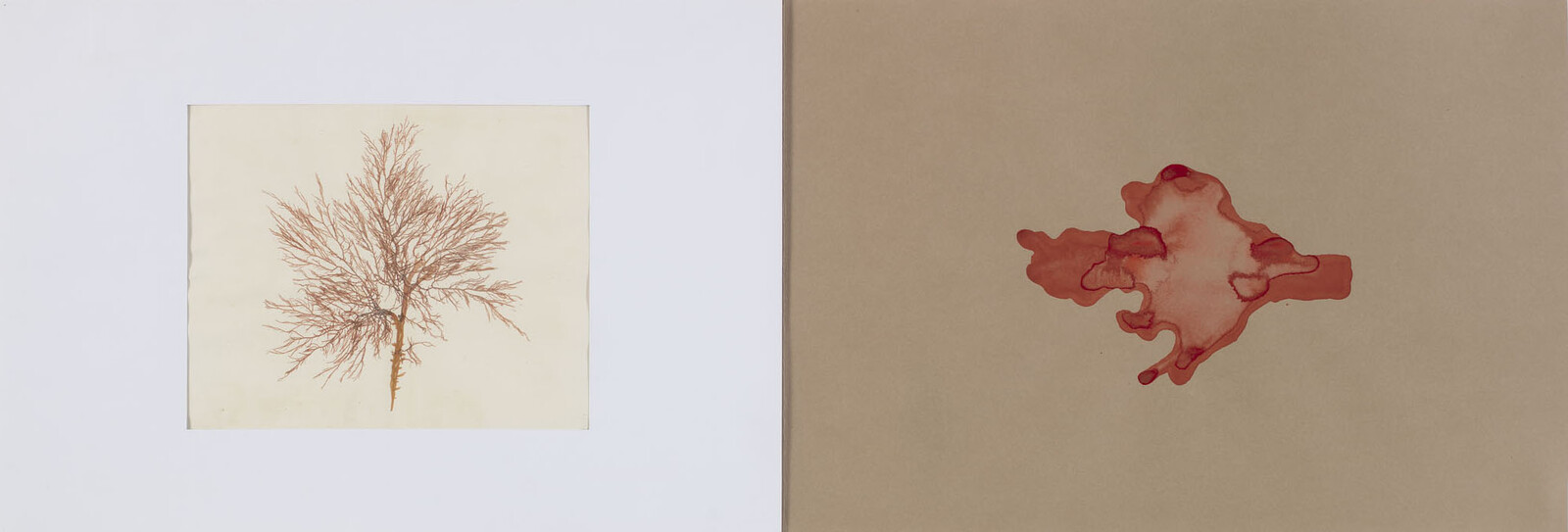Left botanical-style red ink tree drawing on cream paper beside a red inkblot on brown paper.