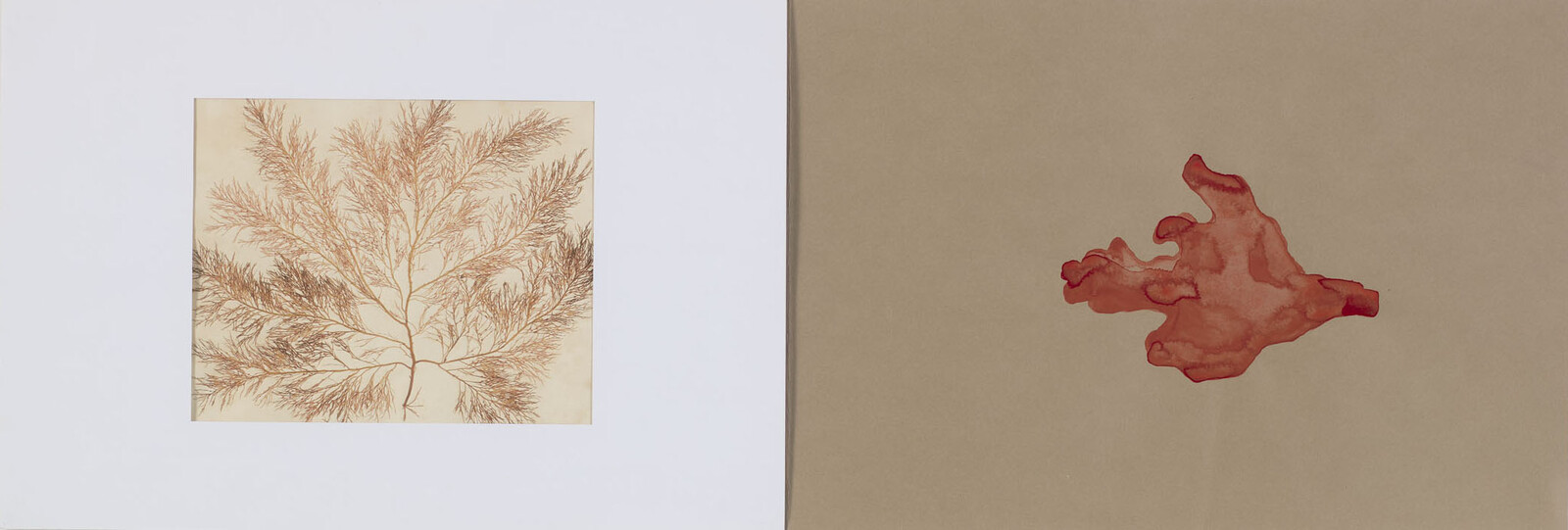 Left framed delicate brown seaweed drawing and right loose red watercolor shape on tan paper.