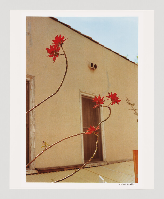 Three thin branches with bright red flowers curve in front of a beige building with two closed doors.