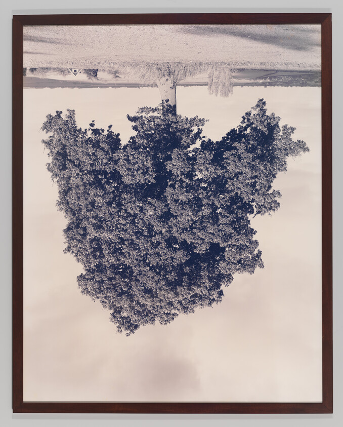 Framed photograph showing an upside-down solitary tree against a pale sky.