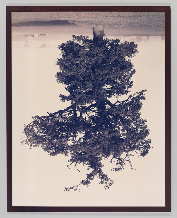 A framed photograph showing a large tree photographed and displayed upside down against a pale background.