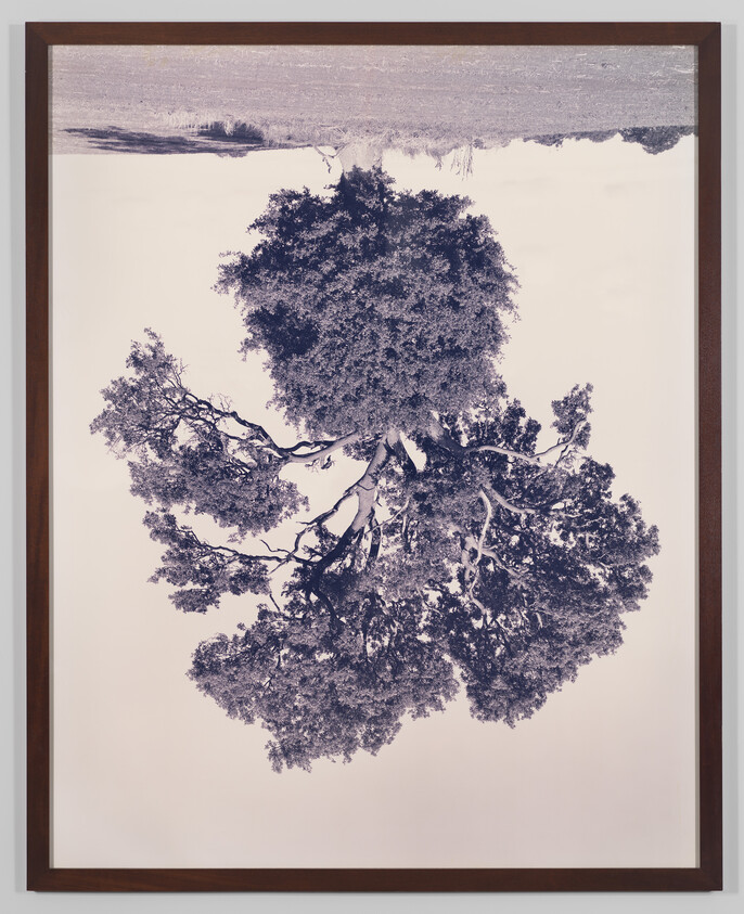A framed photograph shows a large tree displayed upside down against a pale background.