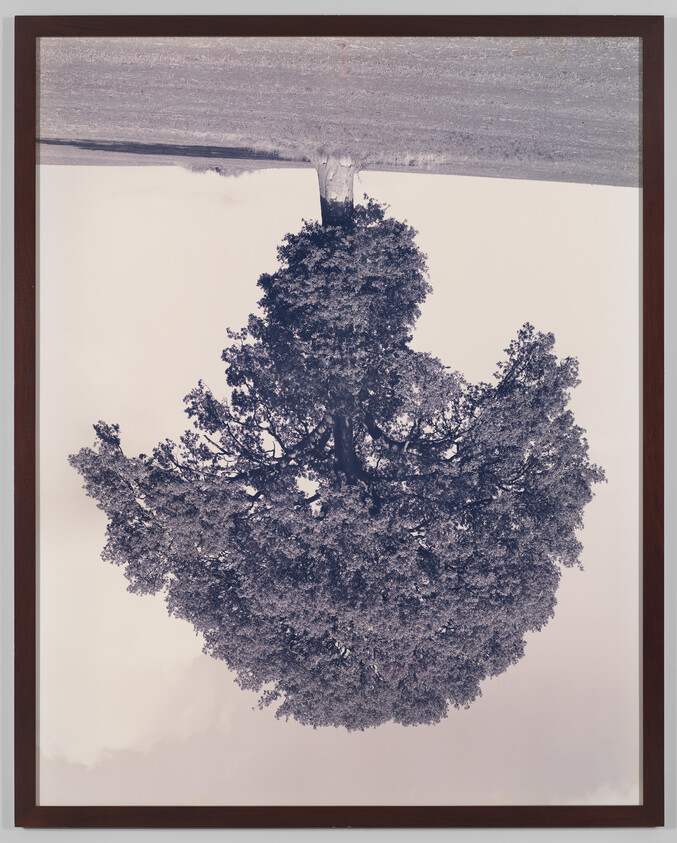 A framed print of a large tree hangs upside down against a pale sky.